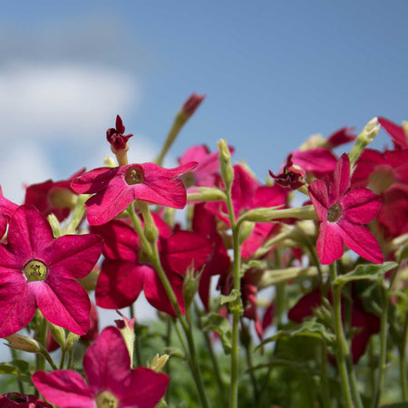 Nicotiana 'Cuba Rose'