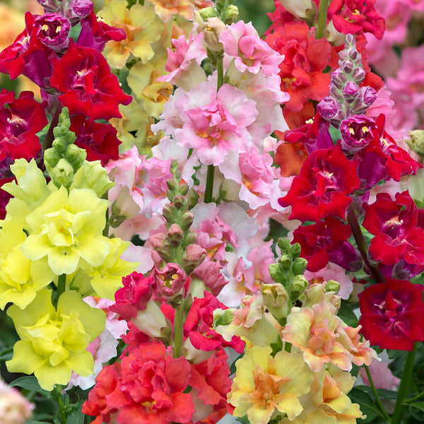 Antirrhinum 'Double Shot Mix'