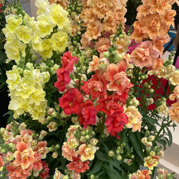 Antirrhinum 'Double Shot Mix'