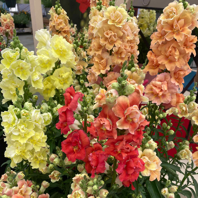 Antirrhinum 'Double Shot Mix'