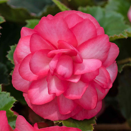 Begonia 'Nonstop Joy Rose Picotee'