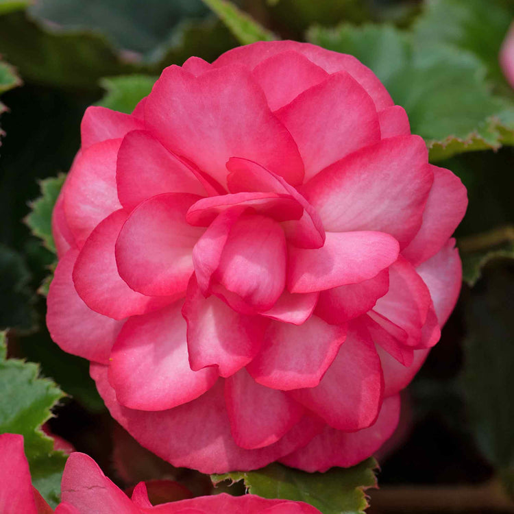 Begonia 'Nonstop Joy Rose Picotee'