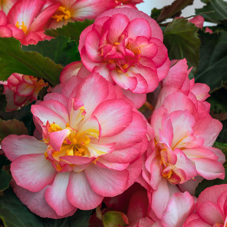 Begonia 'Nonstop Joy Rose Picotee'