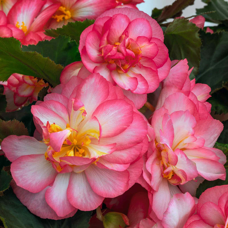 Begonia 'Nonstop Joy Rose Picotee'