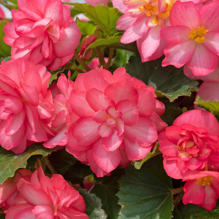 Begonia 'Nonstop Joy Rose Picotee'