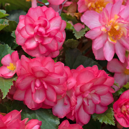 Begonia 'Nonstop Joy Rose Picotee'