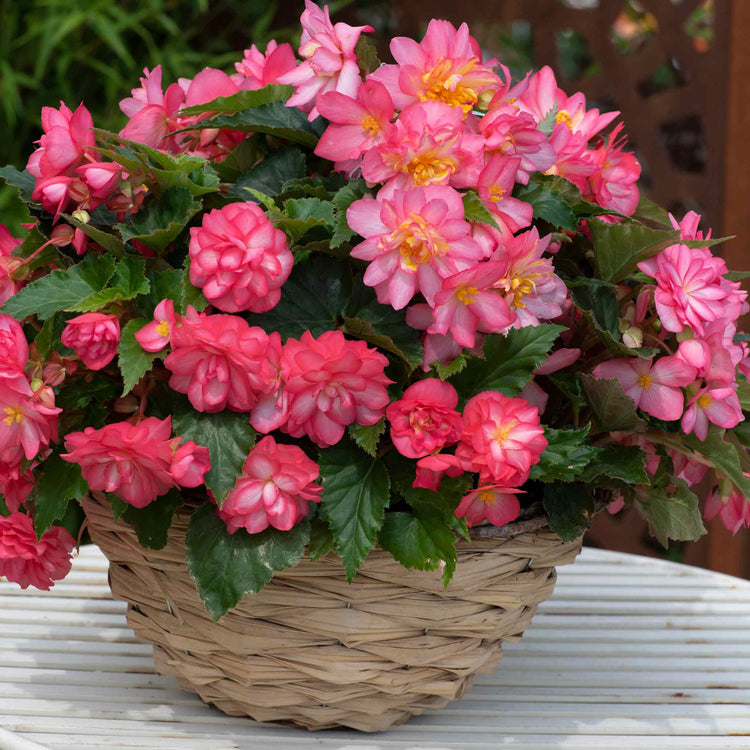 Begonia 'Nonstop Joy Rose Picotee'