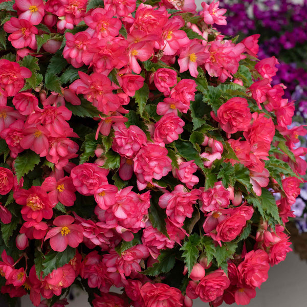 Begonia 'Nonstop Joy Rose Picotee'