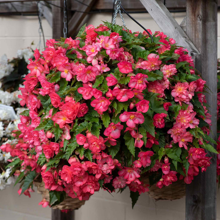 Begonia 'Nonstop Joy Rose Picotee'