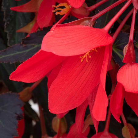 Begonia 'Starshine Bronze Red'