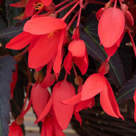 Begonia 'Starshine Bronze Red'