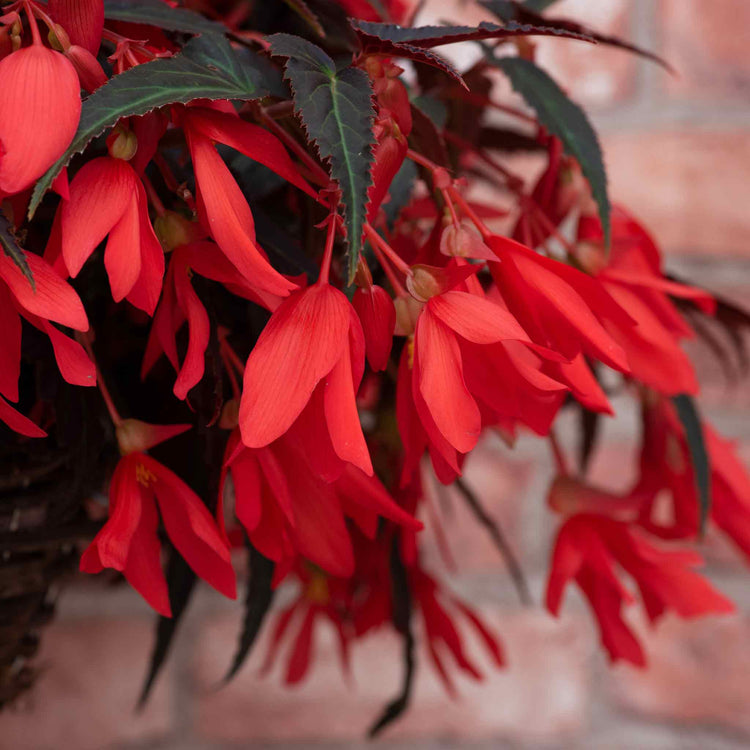 Begonia 'Starshine Bronze Red'