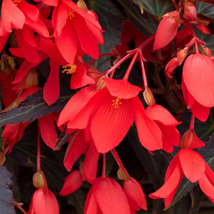 Begonia 'Starshine Bronze Red'
