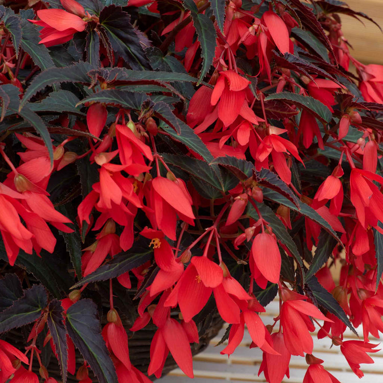 Begonia 'Starshine Bronze Red'