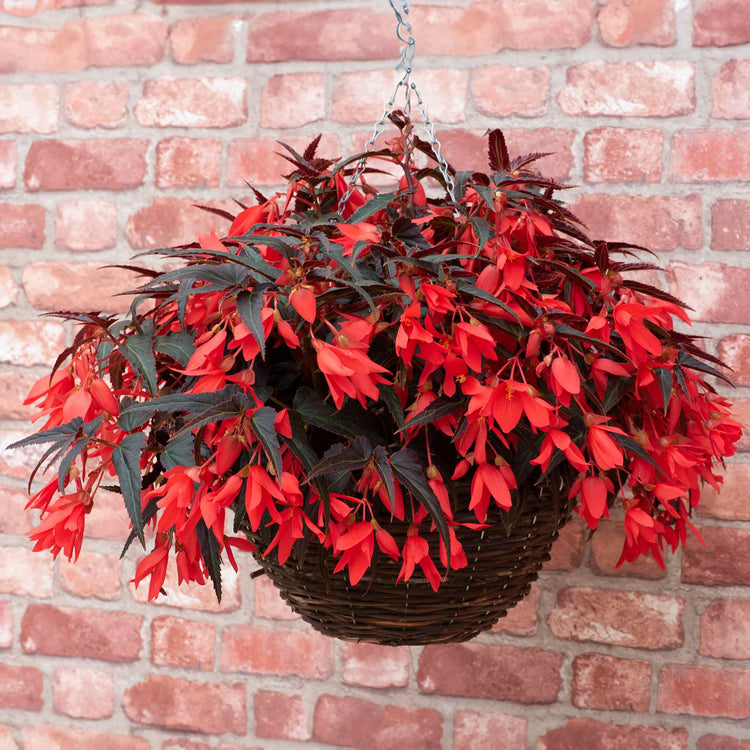 Begonia 'Starshine Bronze Red'