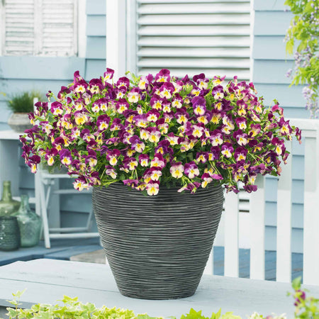 Pansy 'Cool Wave Raspberry Swirl'