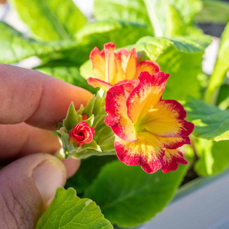Polyanthus 'Showstopper Fire Dragon'