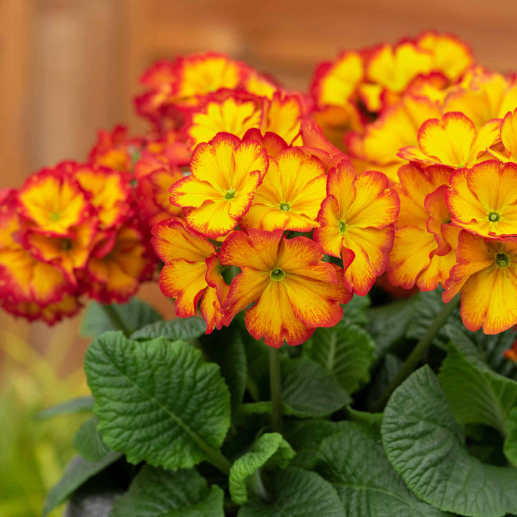 Polyanthus 'Showstopper Fire Dragon'