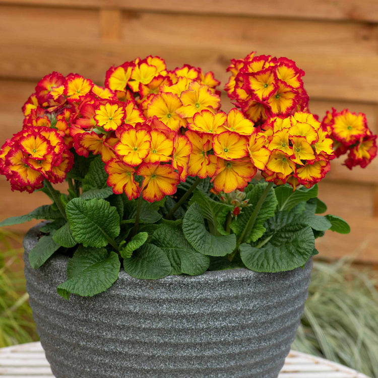 Polyanthus 'Showstopper Fire Dragon'