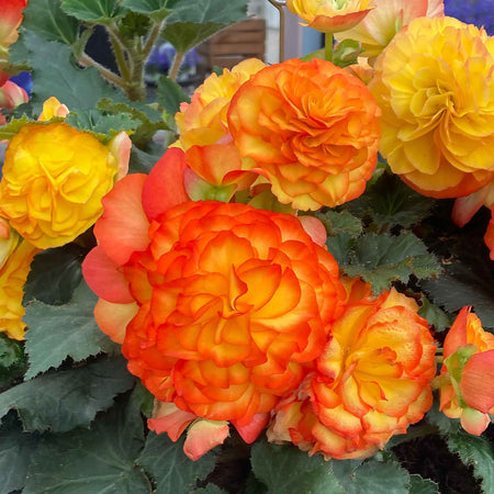 Begonia 'Nonstop Flame'