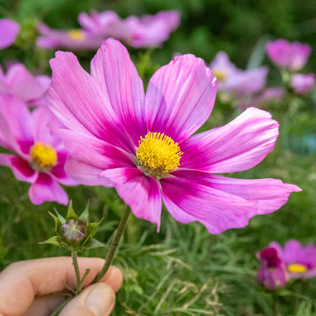 Cosmos 'Apollo Rose with Eye'