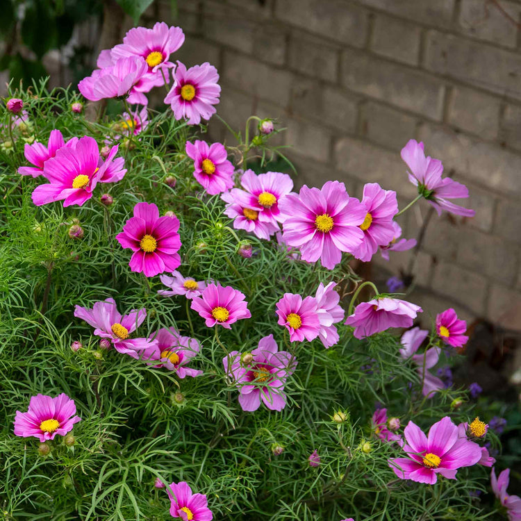 Cosmos 'Apollo Rose with Eye'