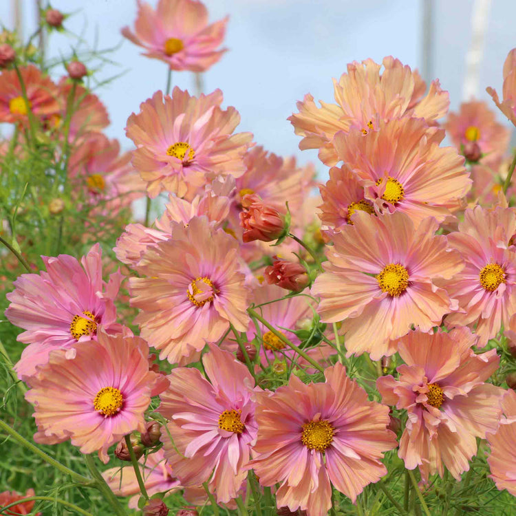 Cosmos 'Apricotta'