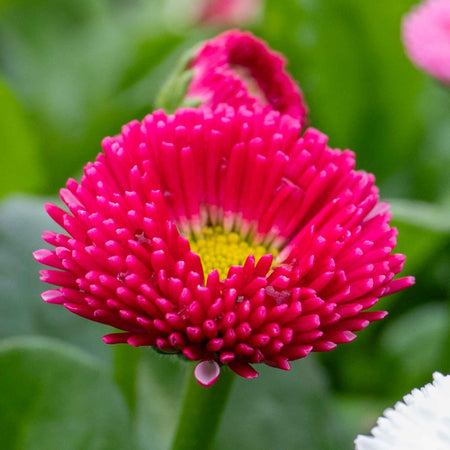 Bellis 'Bellissima Mix'