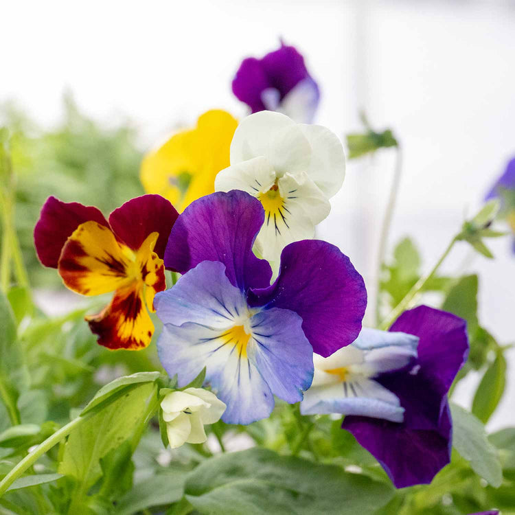 Pansy 'Cool Wave Mix'