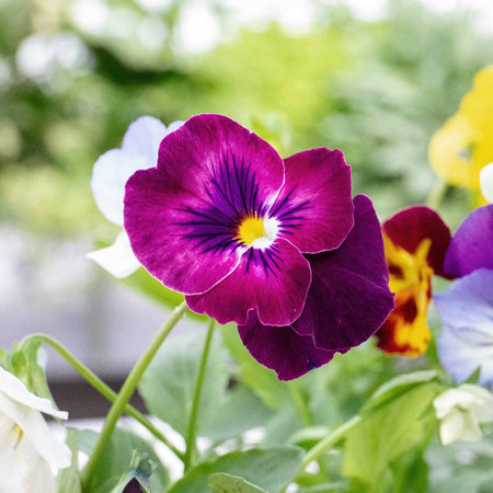 Pansy 'Cool Wave Mix'