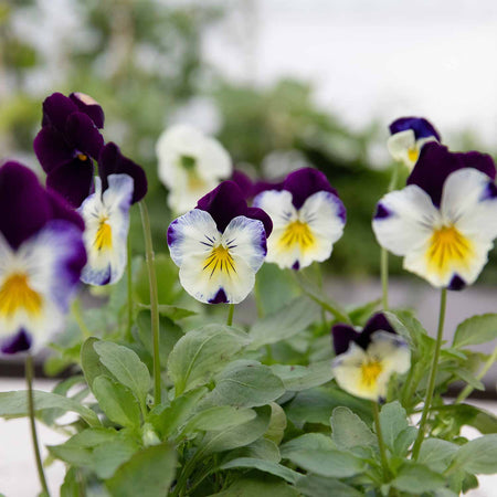 Pansy 'Cool Wave Berries & Cream Mix'