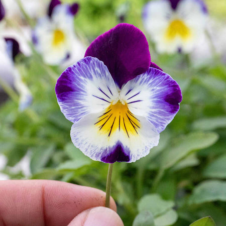 Pansy 'Cool Wave Berries & Cream Mix'