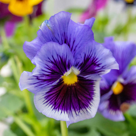 Pansy 'Frizzle Sizzle Mix'