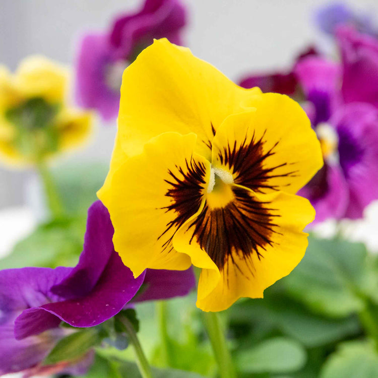 Pansy 'Frizzle Sizzle Mix'