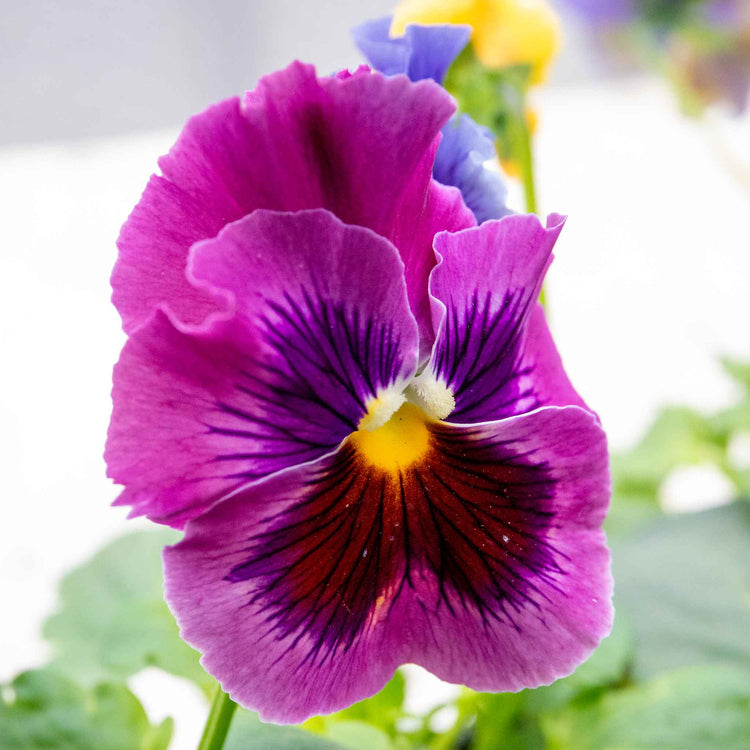 Pansy 'Frizzle Sizzle Mix'