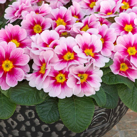 Primrose 'Husky Appleblossom'