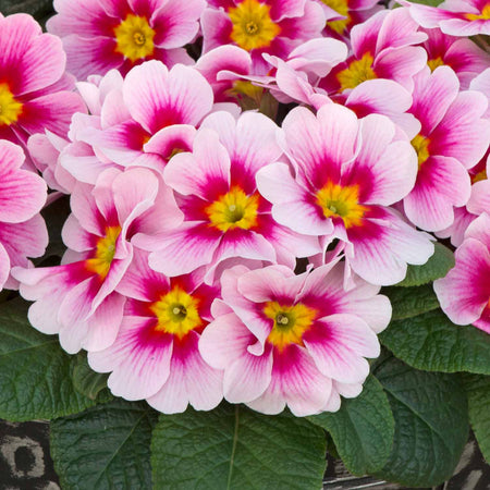 Primrose 'Husky Appleblossom'