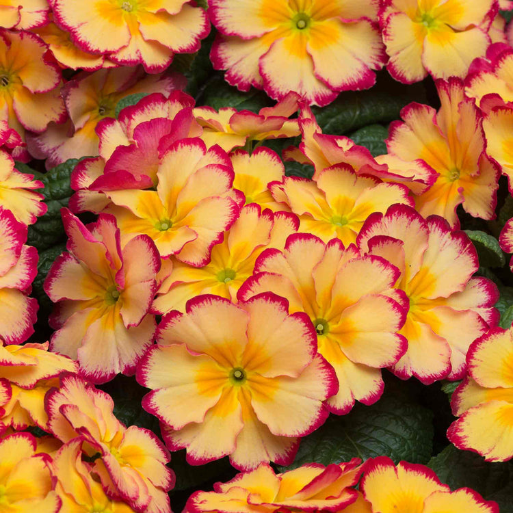 Primrose 'Scentsation Rhubarb and Custard'