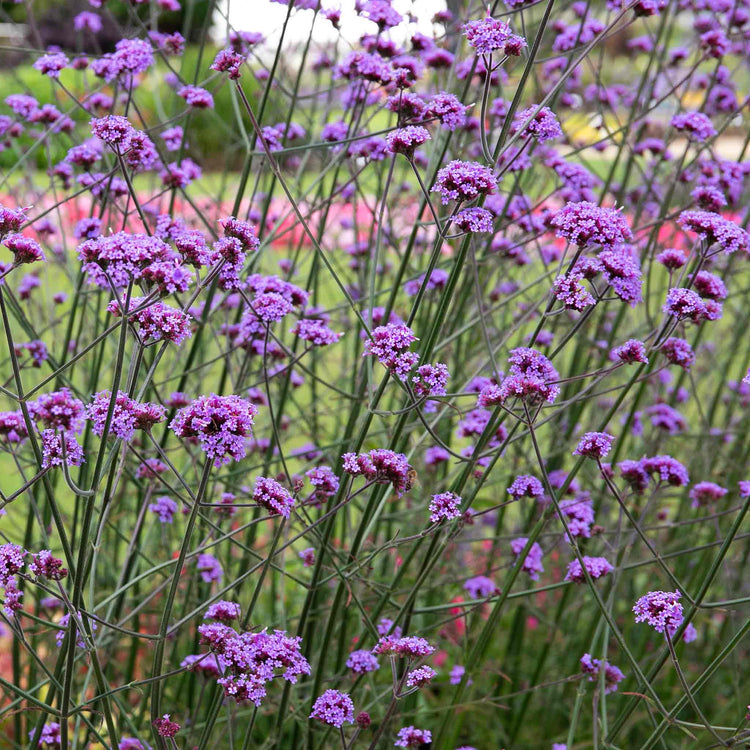 Verbena 'Buenos Aires'
