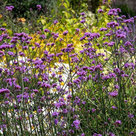 Verbena 'Buenos Aires'