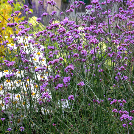 Verbena 'Buenos Aires'