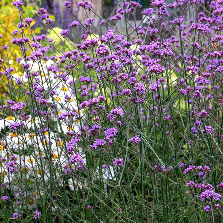 Verbena 'Buenos Aires'