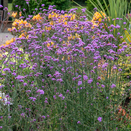 Verbena 'Buenos Aires'