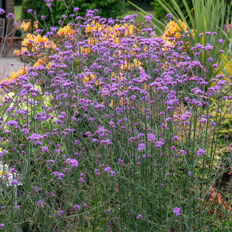 Verbena 'Buenos Aires'