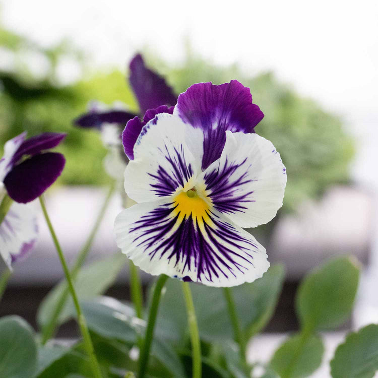 Pansy Cats Whiskers 'Purple and White'