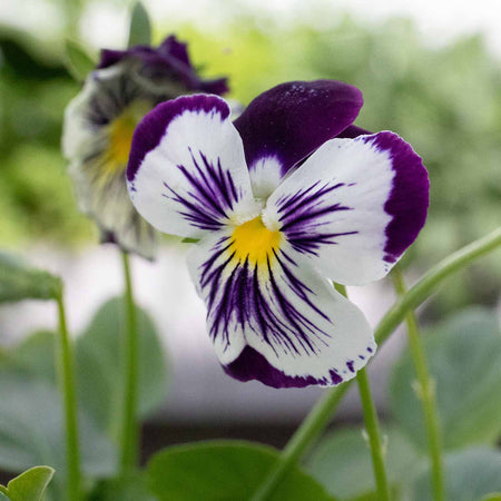 Pansy Cats Whiskers 'Purple and White'