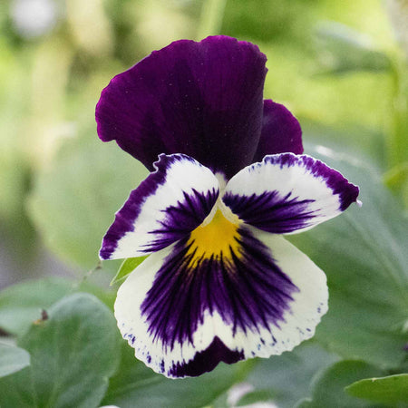 Pansy Cats Whiskers 'Purple and White'