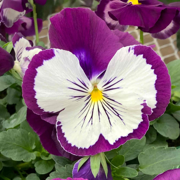 Pansy Cats Whiskers 'Purple and White'