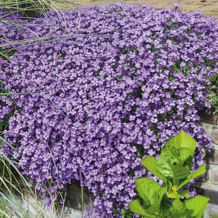 Aubrieta 'Audrey Blue'
