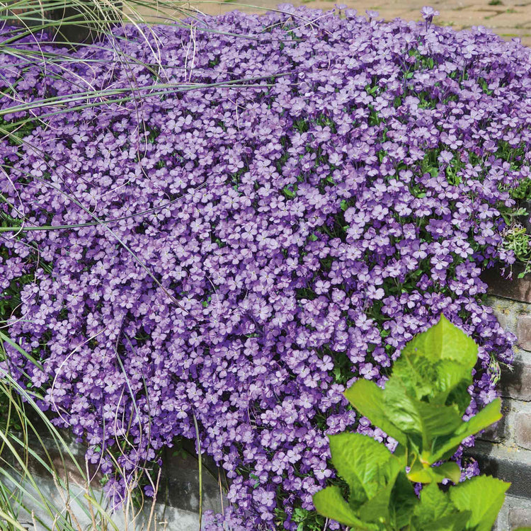 Aubrieta 'Audrey Blue'